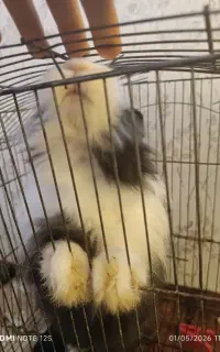 خرگوش ماده