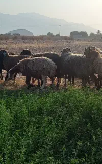 فروش ۱۹ راس گوسفند درجه یک