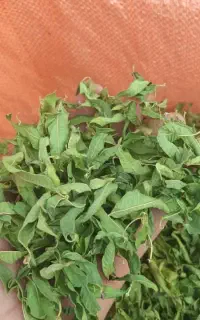 سفارش تولید گل همیشه بهار.بادرنحبویه.نعناع معمولی