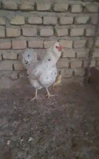 فروش مرغ گلین