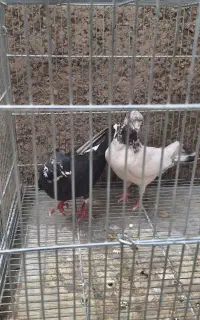 کفتر شکار