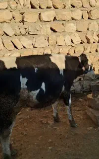 سه عدد گوساله ماده