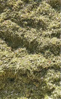 کاه لوبیا عروس