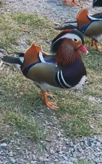 جوجه ماندارین و بلک