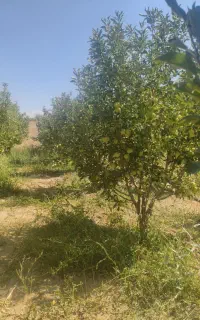 سیب زرد پاییزه روی درخت بفرش می‌رسد