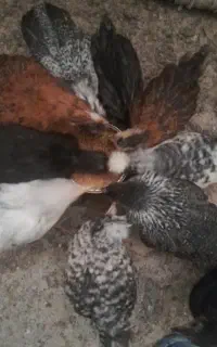 جوحه مرغ دو ماهه