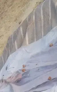 کاه