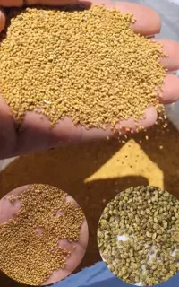 بذر یونجه فوق العاده و درجه یک