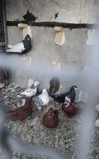 نر پلنگ گم شده