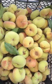 هلو انجیری تازه