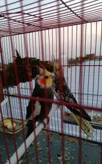 عروس هلندی