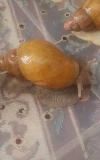 فروش حلزون و مکمل حلزون
