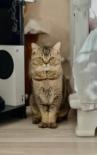 گربه بریتیش شورت هیر نر