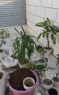 گل هات رو زنده کن تعویض خاک و گلدان اصولی