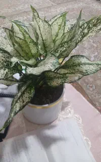 گل طبیعی