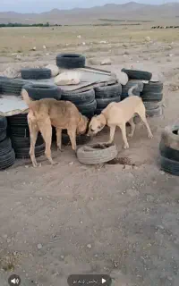 سگ پژدر گمشده