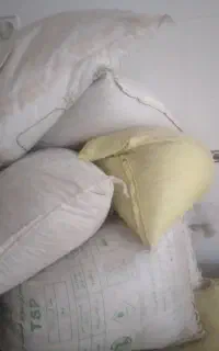 باقلی درشت خوشمزه و پزا  مخصوص بذر و مصارف خانگی