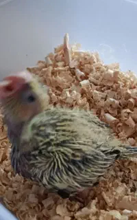 یک عدد عروس هلندی سرلاکی زیبا