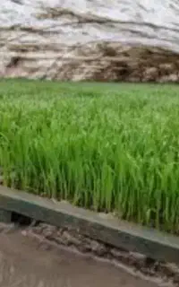 باکس نشا هاشمی . (سورتینگ خورده)