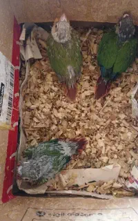 طوطی گرینچیک  دل رد فول قرمز آتشی