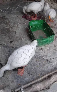 سه تا غاز