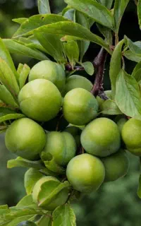 نهالی میوه ترش