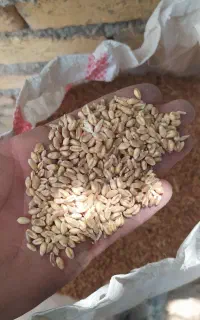 گندم دیم وابی