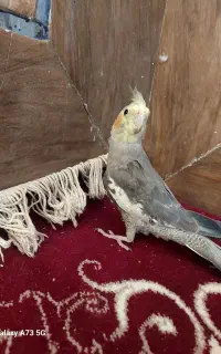 عروس هلندی نر