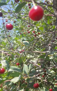 کارگر کسی خاست خبر بده