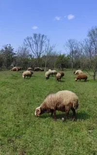 قوچ محلی ۱۵ ماهه نژاد چندقلوزا،شهسوار