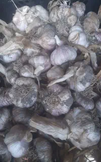 فروش سیرقرمز