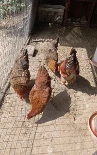 مرغ و خروس و قفس