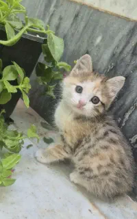 بچه گربه ناز