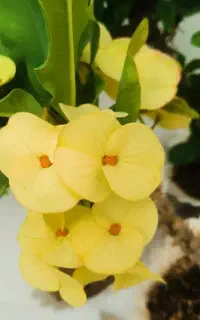 سانسوریا ومرجان و،