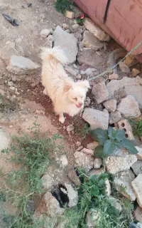 واگذاری
