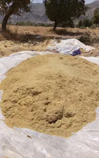 کاه عدس درجه یک .نورآباد ممسنی