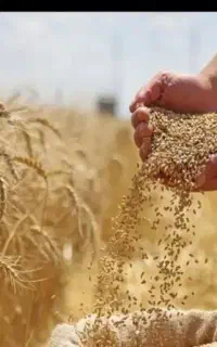 گندم بذری رقم کلکتور