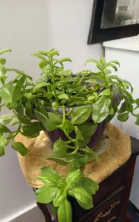همه ی گلام دونه ای ۳۰۰