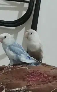 مجسمه کوتوله