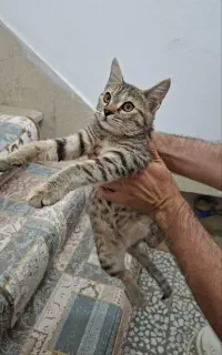 دو بچه گربه مناسب حیاط و باغ