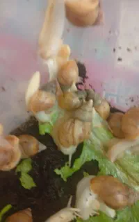 حلزون البینو