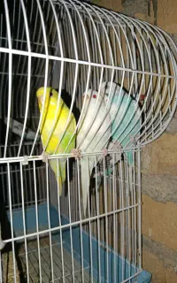 مرغ عشق ماده