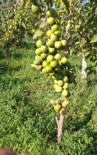 انواع نهال گردو ژنوتیپ و اسرائیلی