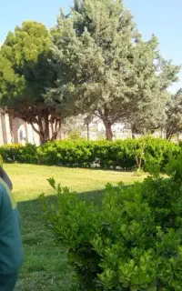 کارگر فضای سبز ترجیحا بازنشسته