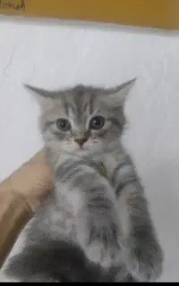 اسکاتیش از یک ماه و نیمه تا ۴ ماهه هم ماده هم نر