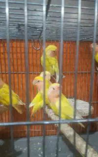 طوطی‌برزیلی