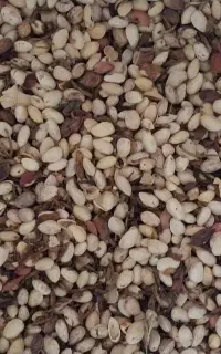 فروش پوک پسته