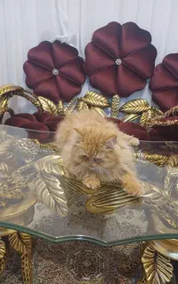 گربه پرشین شش ماهه نر