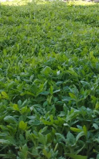 نشا شیتیل گوجه فرنگی