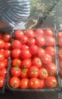 آبگیری گوجه انگور ابگوجه گیری انگور گیری اب گیری